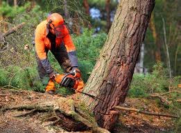 Best Lawn Mowing  in Willowbrook, CA