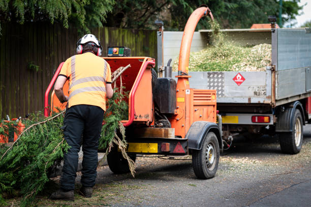 Best Storm Damage Tree Cleanup  in Willowbrook, CA