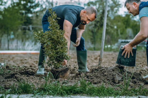 Best Lawn Disease Treatment  in Willowbrook, CA