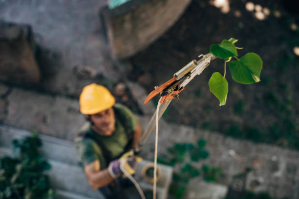 Tree and Shrub Care in Willowbrook, CA