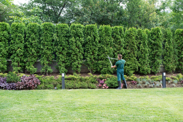 Willowbrook, CA Tree Services Company