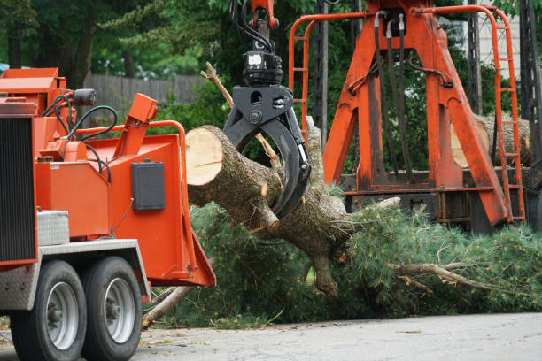 Best Lawn Watering Services  in Willowbrook, CA