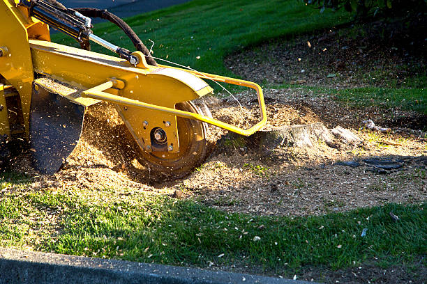 Best Artificial Turf Installation  in Willowbrook, CA