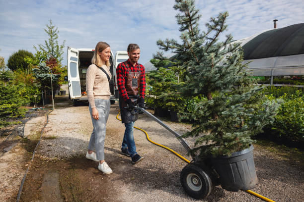 How Our Tree Care Process Works  in  Willowbrook, CA