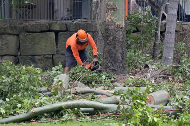  Willowbrook, CA Tree Services Pros