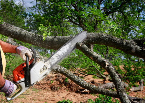Best Tree and Shrub Care  in Willowbrook, CA